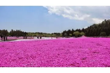 <p>ทะเลดอกไม้สีชมพู</p>