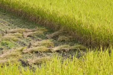 <p>Hand-harvested rice</p>