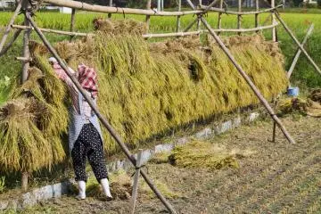 <p>The stalks are hung to dry right there in the field</p>