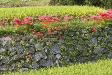 <p>Lovely terraces</p>
