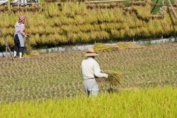 <p>Rice harvest is labor intensive</p>