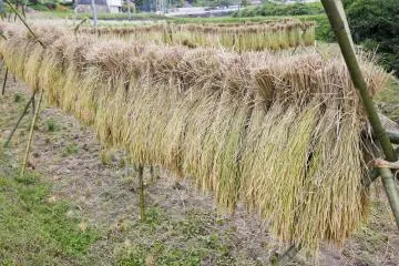 <p>Common sights of the coming of autumn</p>
