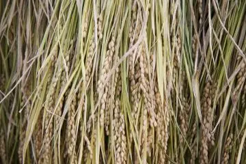 <p>Soon to be shin-mai, delicious newly-harvested rice</p>