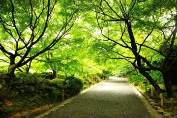 <p>When you pass through the main gate, this tunnel of fresh green woods awaits you</p>