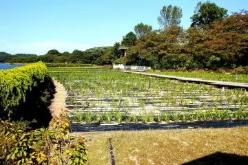 <p>From June through July, this garden will be filled with beautiful irises in full bloom</p>
