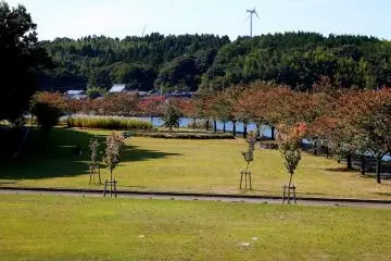<p>Trees in the park are turning color already</p>