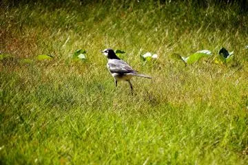 <p>Found a cute bird!</p>