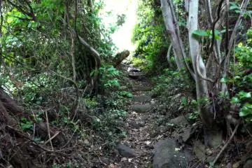 The path is a tunnel of greenery