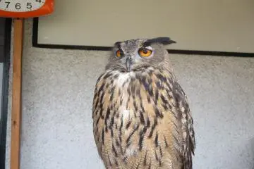นกฮูก อินทรี ยูเรเชีย พองขนหน้าอกขึ้นด้วยความทรนง