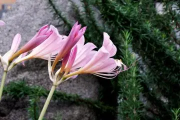 바람에 날리는 분홍색 백합