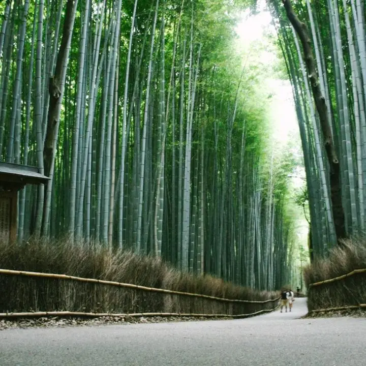 Arashiyama and Bamboo Forest - Arashiyama, Kyoto - Japan Travel