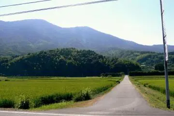 <p>Road between the rice fields</p>
