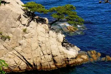 <p>Pines growing from rock</p>