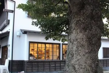 수령 100년이 넘는 후박나무. 예전에는 조선에는 빼놓을 수 없는 수목이었다. 나무껍질이 울퉁불퉁해서 정원수로서 별로 인기가 없다고 한다