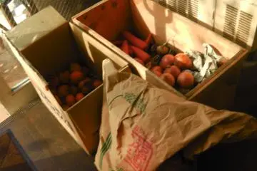 <p>Produce fresh from the farm in Shizuoka</p>