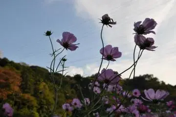 The Cosmos