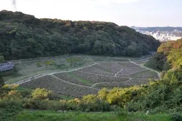 The Field!