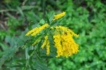 <p>สีเหลืองอีกครั้ง</p>