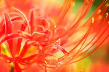 <p>Complicated maze of petals...it looks so sensuous</p>