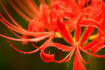 <p>Crystalline raindrops shining on intricate curvy petals</p>
