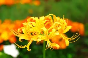 <p>In western countries a variety of spider lilies has been cross-bred, and they have some yellow ones like this</p>