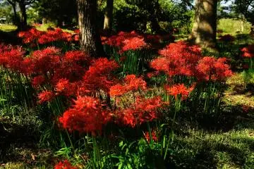 <p>Spider lilies, with their shocking red color, become the queen of autumn just for a week</p>