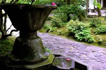 <p>A camellia blossom balanced on the lip of the fountain &nbsp;</p>