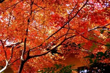 <p>Maple leaves in a garden at the foot of the mountain</p>