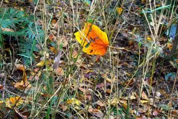 <p>A glowing leaf caught in the dry autumn grass</p>