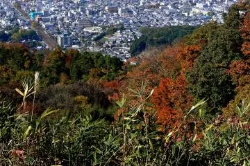 <p>A mix of deciduous and evergreen trees on the upper slopes</p>