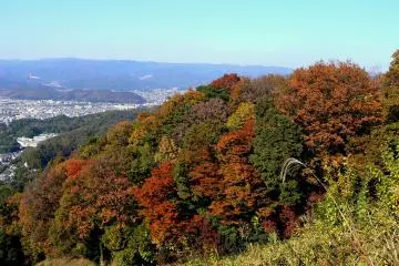 <p>Beautiful autumn color</p>
