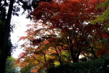 <p>Yelow and red maples</p>