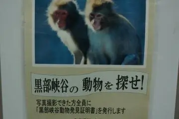 <p>เราอยากเจอลิง</p>