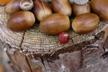 <p>Acorns and berries</p>