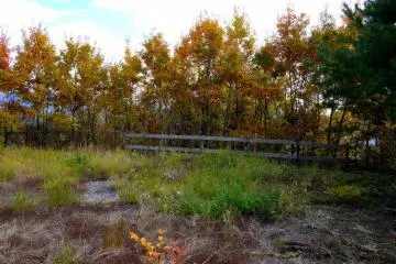 <p>Yellow trees behind a rustic wooden fence</p>