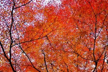 <p>Glorious maple leaves!</p>