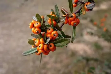 <p>Pyracantha berries</p>