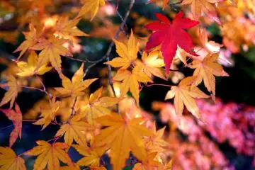 <p>One red maple leaf among yellow leaves</p>