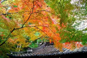 <p>Glorious colors!</p>