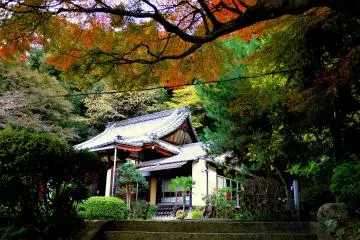 <p>A maple tree spreads its branches over a flight of steps leading to the temple</p>