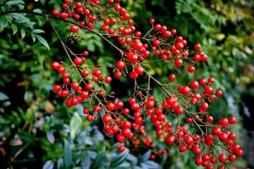 <p>Autumn berries create a splash of red in the garden</p>