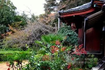 <p>The leaves of the cherry trees have already fallen</p>