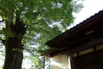 사원의 지붕을 덮고 있는 높은 나무의 푸른 잎