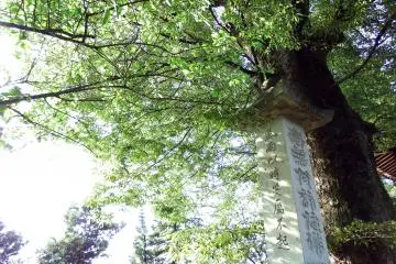 사원의 높은 나무 아래에 있는 무덤