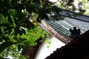 어두운 숲을 뚫고 사원 지붕에서 피어나는 중