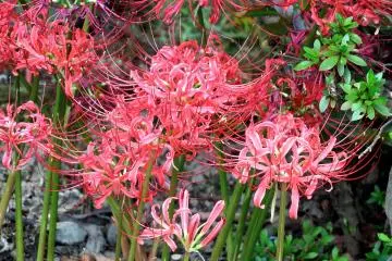 <p>Spider lilies on the temple grounds</p>
