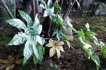 <p>I don't know what these are but the leaves look like flowers</p>