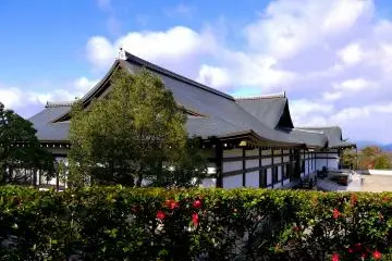 <p>Temple building behind a hedge of camellias</p>