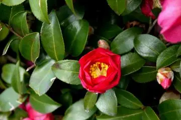 <p>Beautiful red camellia</p>