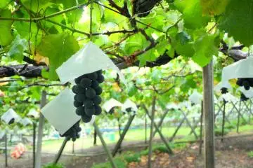 Pick your own grapes